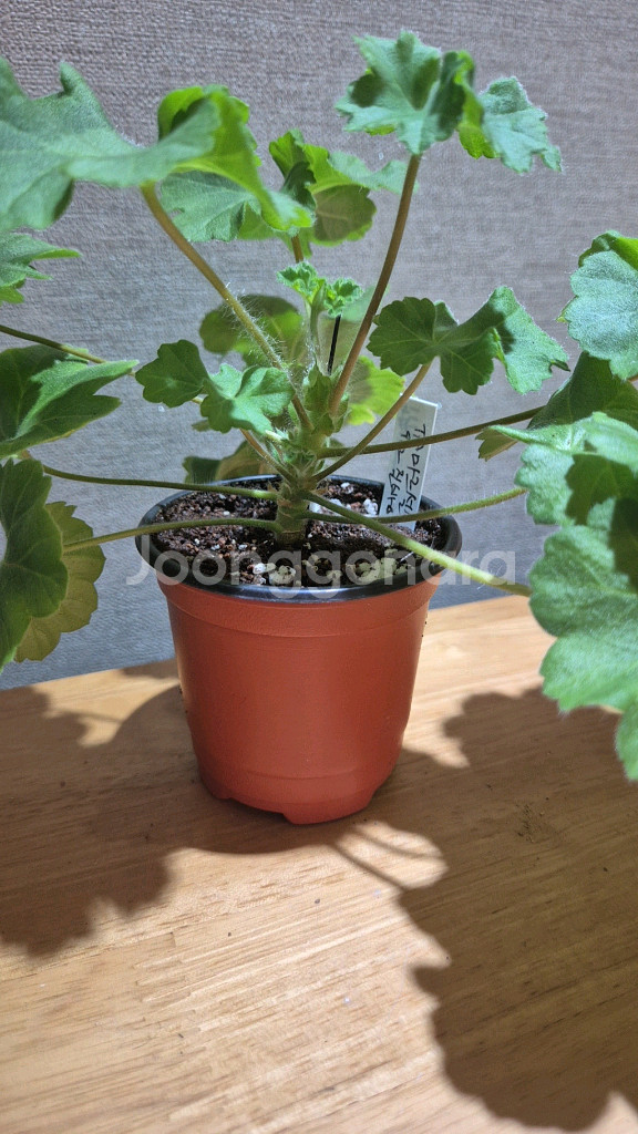 ta마르셀 제라늄(러시아제라늄)--0