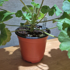 ta마르셀 제라늄(러시아제라늄)