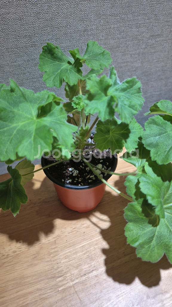 ta마르셀 제라늄(러시아제라늄)--1