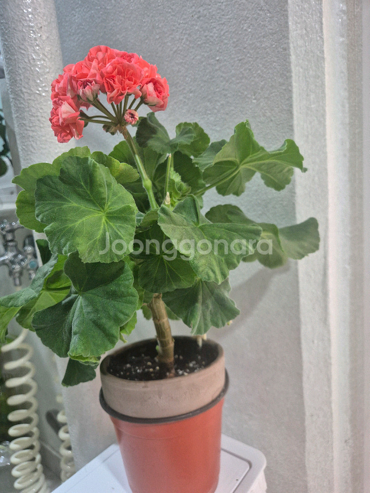 제라늄-봄노을--0