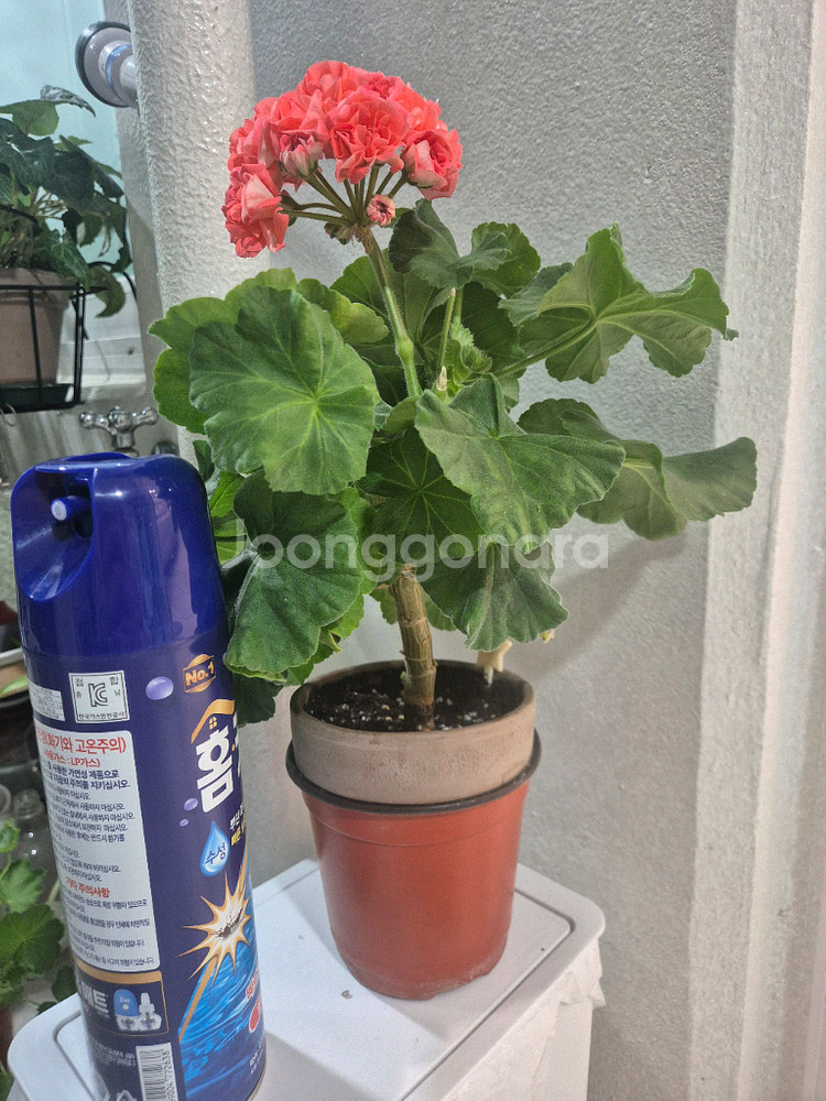 제라늄-봄노을--1