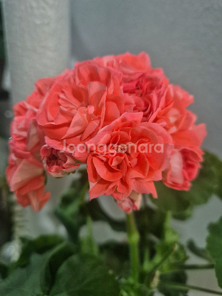 제라늄-봄노을--2