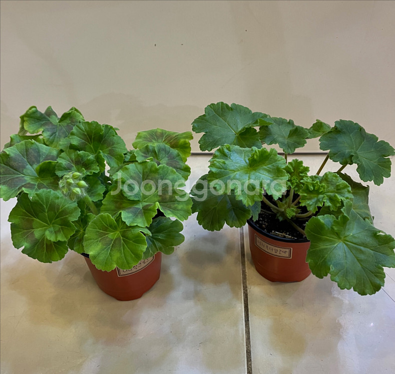 제라늄2종 ug실크로드(꽃대있음) 이리올마담조야--0