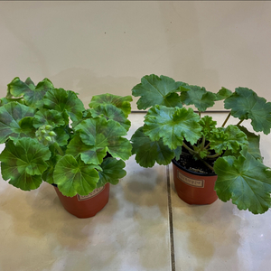 제라늄2종 ug실크로드(꽃대있음) 이리올마담조야