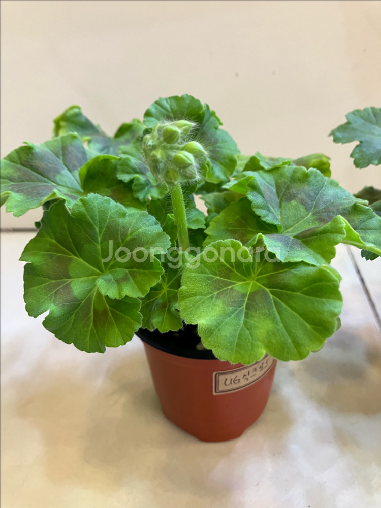 제라늄2종 ug실크로드(꽃대있음) 이리올마담조야--1