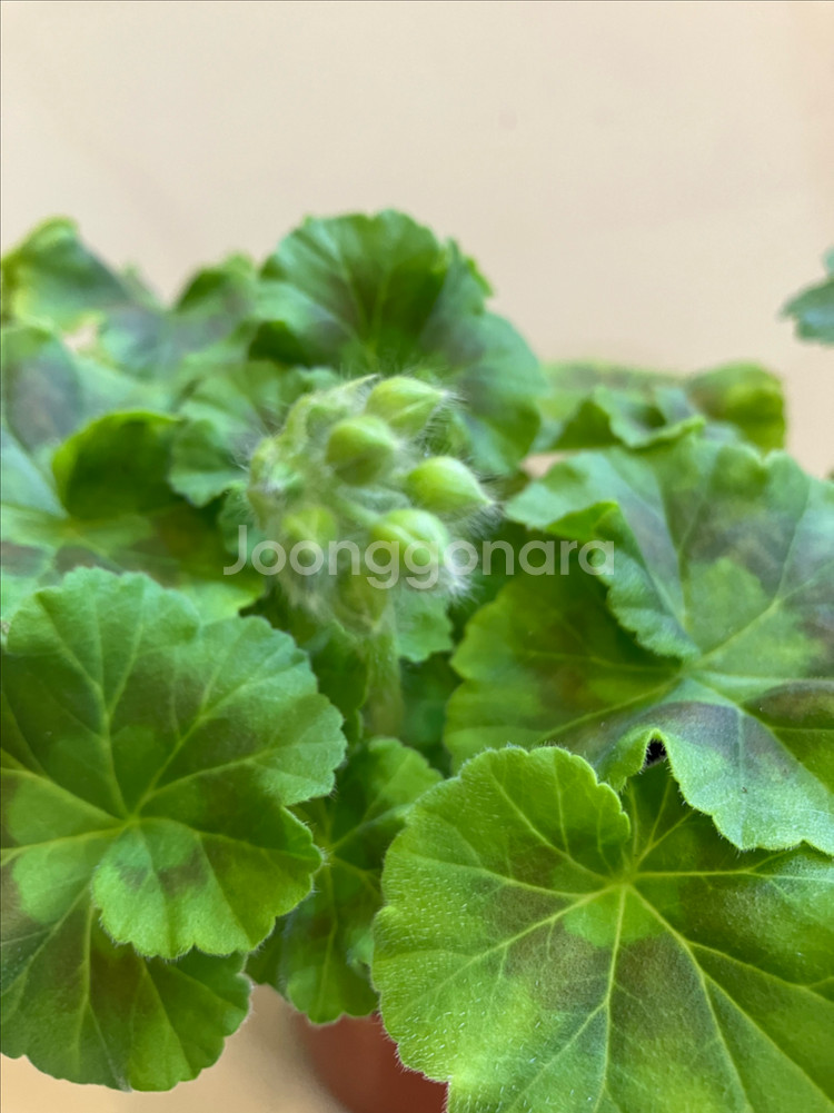 제라늄2종 ug실크로드(꽃대있음) 이리올마담조야--2