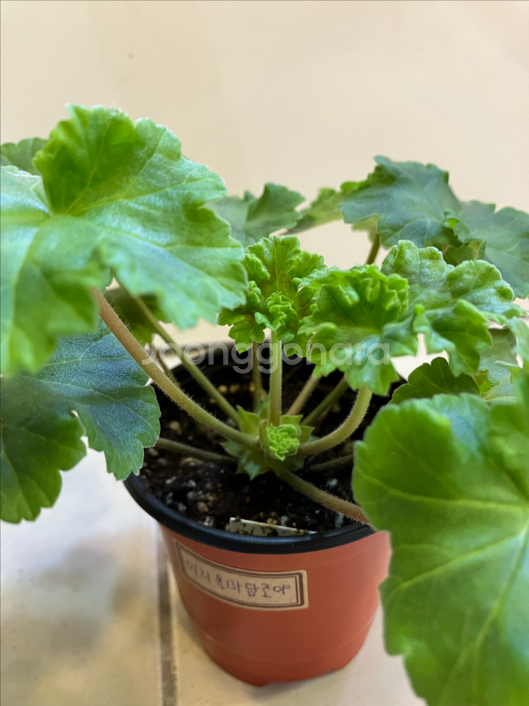 제라늄2종 ug실크로드(꽃대있음) 이리올마담조야--4