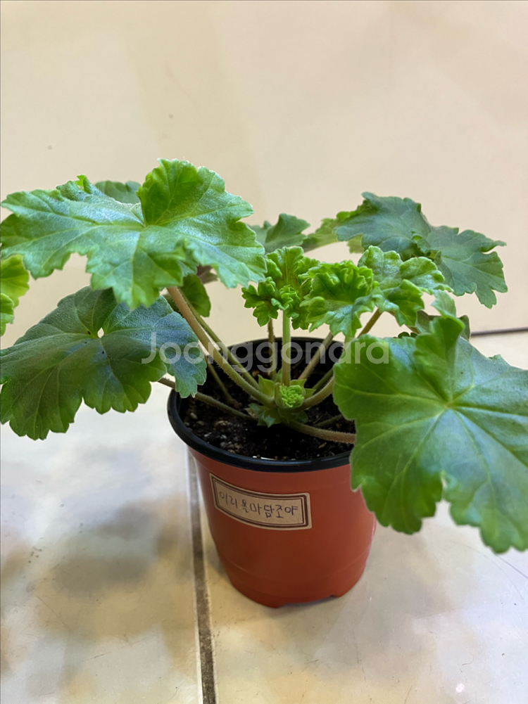 제라늄2종 ug실크로드(꽃대있음) 이리올마담조야--3