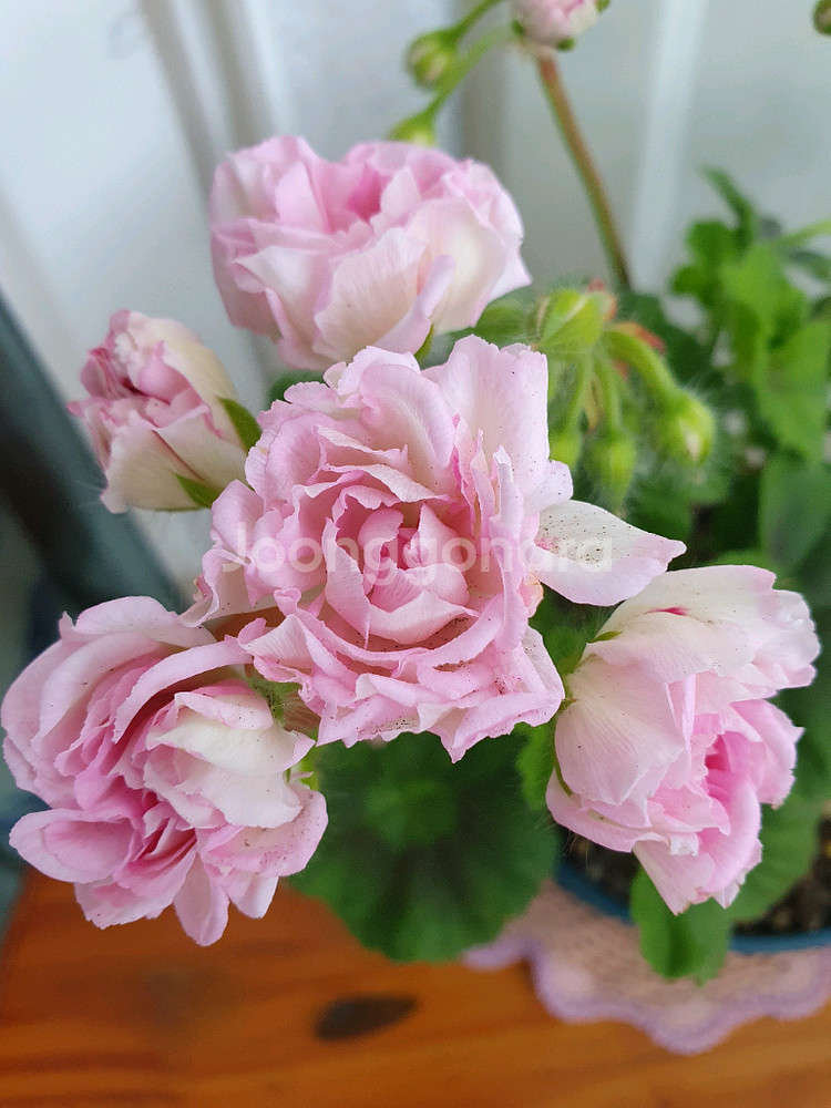 제라늄 3종 밀필드로즈,송알송,빌스잼--0