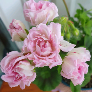 제라늄 3종 밀필드로즈,송알송,빌스잼