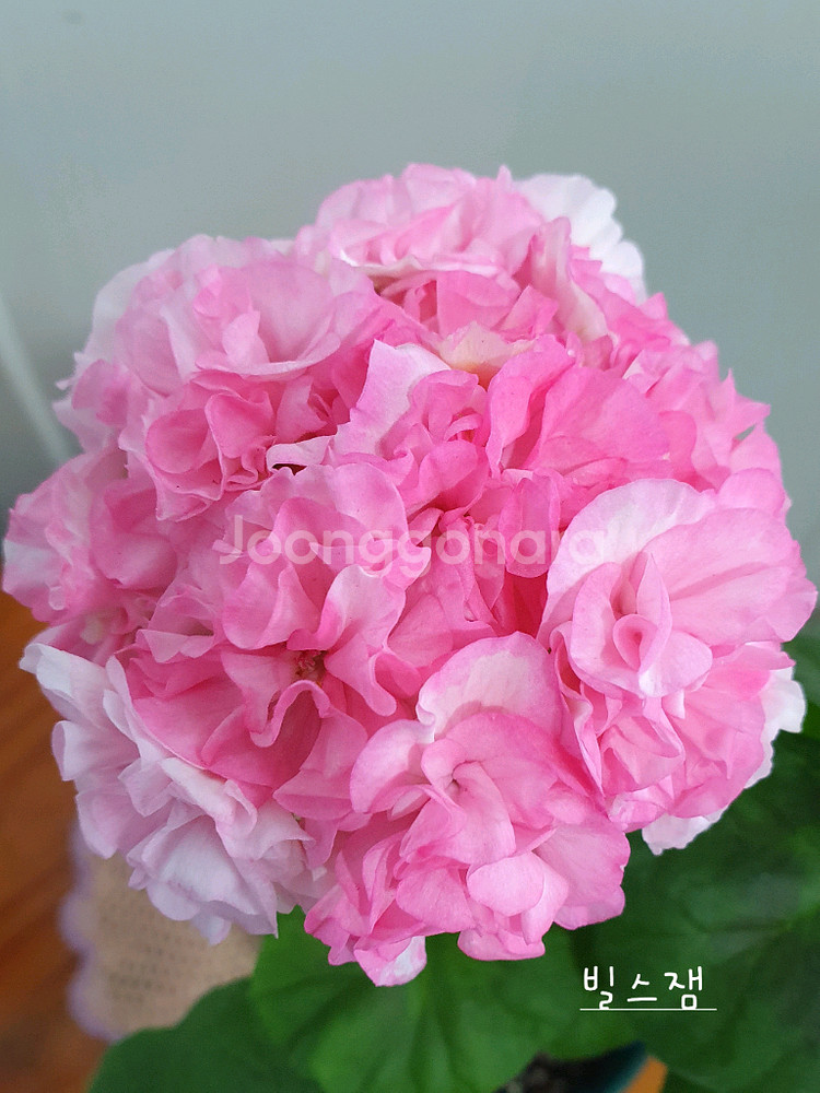 제라늄 3종 밀필드로즈,송알송,빌스잼--2