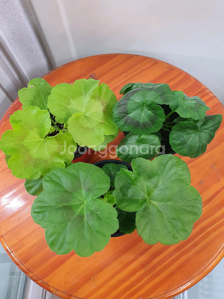 제라늄 3종 밀필드로즈,송알송,빌스잼--3