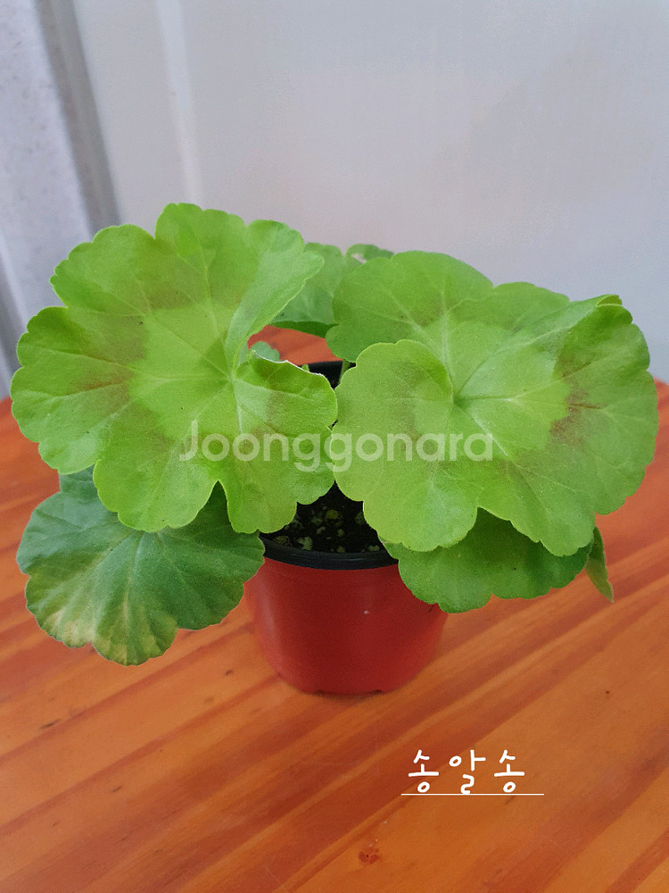 제라늄 3종 밀필드로즈,송알송,빌스잼--5