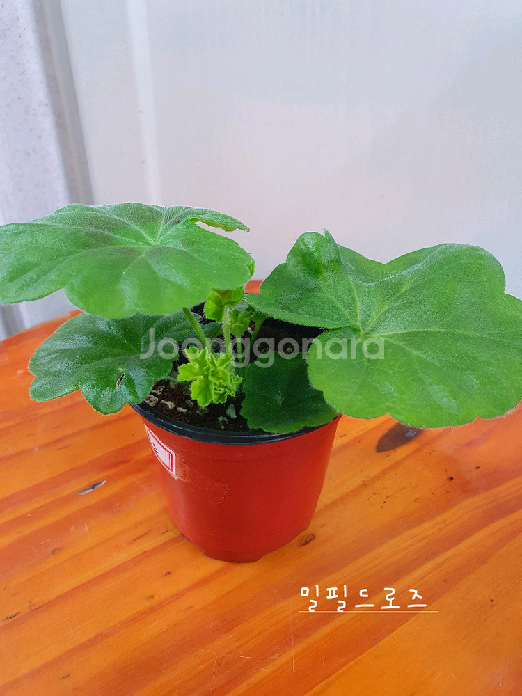 제라늄 3종 밀필드로즈,송알송,빌스잼--4