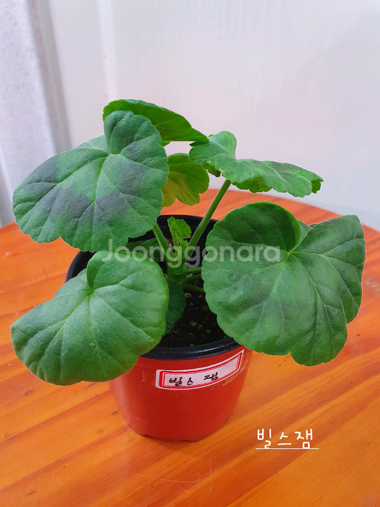 제라늄 3종 밀필드로즈,송알송,빌스잼--6