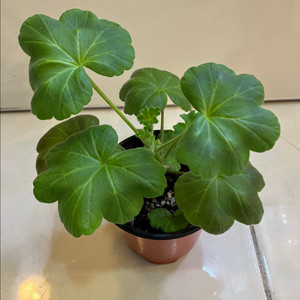 iv솔베이그 제라늄