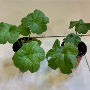 제라늄2종 북안드로메다 uv14.21