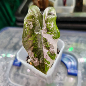 알로카시아 푸세이도 산데리아나 화이트핑크바리에가타