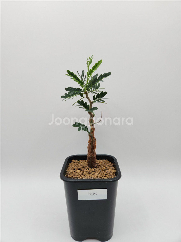 세나메리디오날리스 마다가스카르 코덱스 괴근식물 다육식물--1