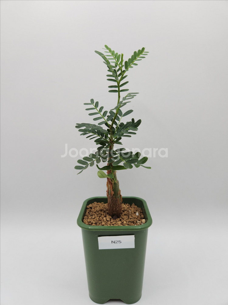 세나메리디오날리스 마다가스카르 코덱스 괴근식물 다육식물--0