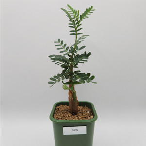 세나메리디오날리스 마다가스카르 코덱스 괴근식물 다육식물