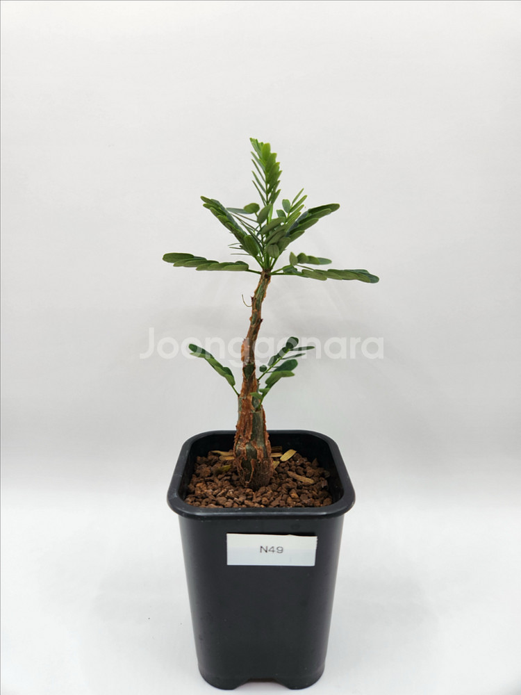 세나메리디오날리스 마다가스카르 코덱스 괴근식물 다육식물--4