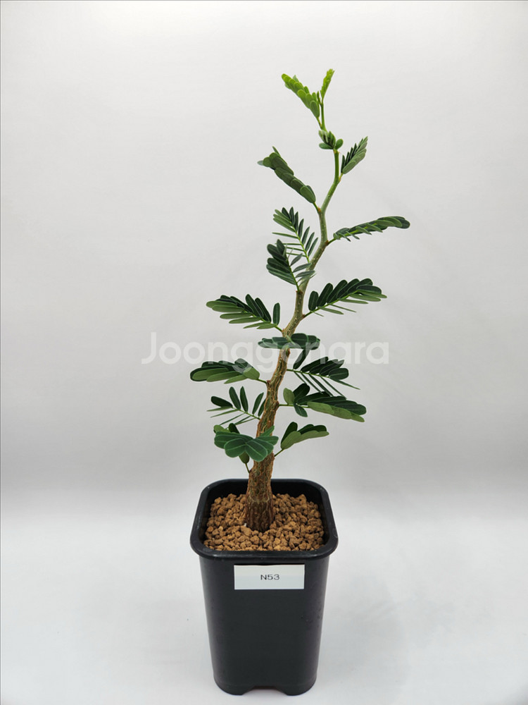 세나메리디오날리스 마다가스카르 코덱스 괴근식물 다육식물--7