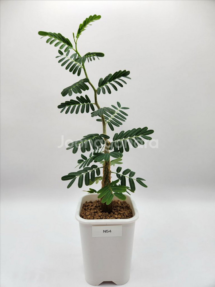 세나메리디오날리스 마다가스카르 코덱스 괴근식물 다육식물--8