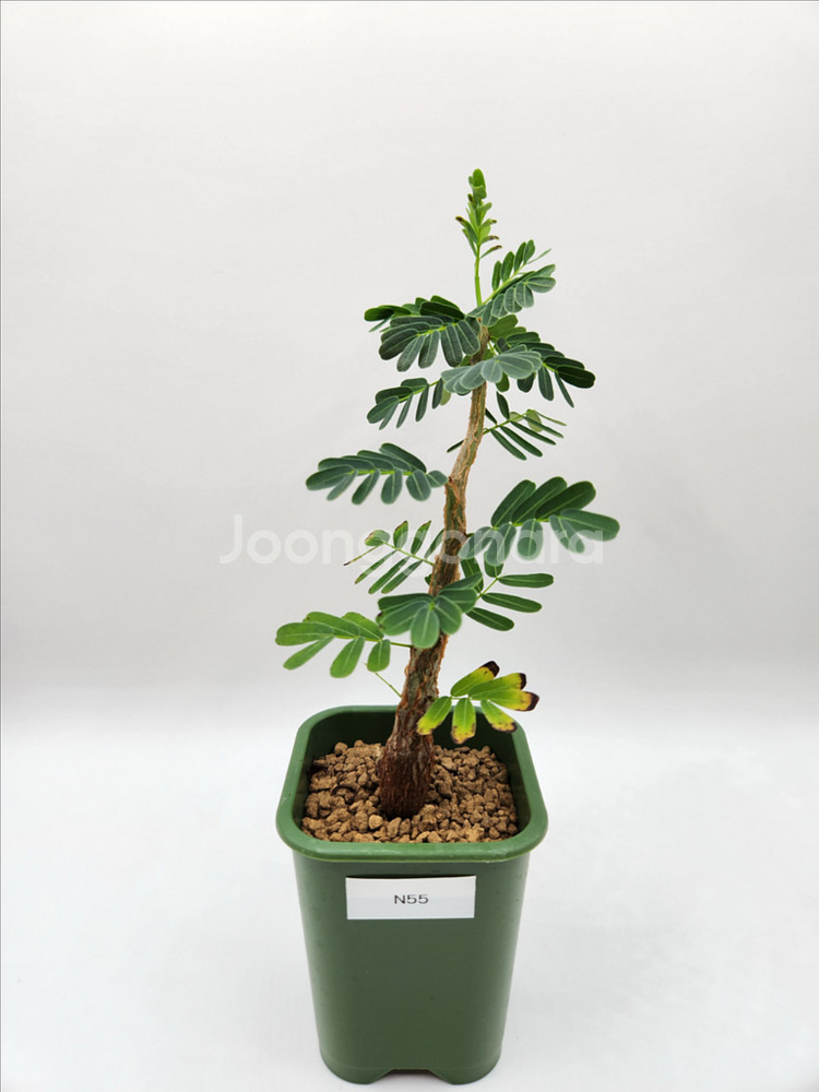 세나메리디오날리스 마다가스카르 코덱스 괴근식물 다육식물--9