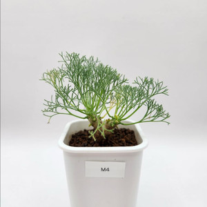 몬소니아 페니쿨리나 아프리카식물 코덱스