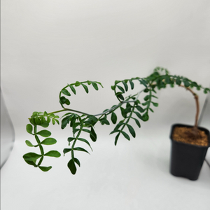 오퍼큐리카야 파키푸스 아프리카식물 괴근식물