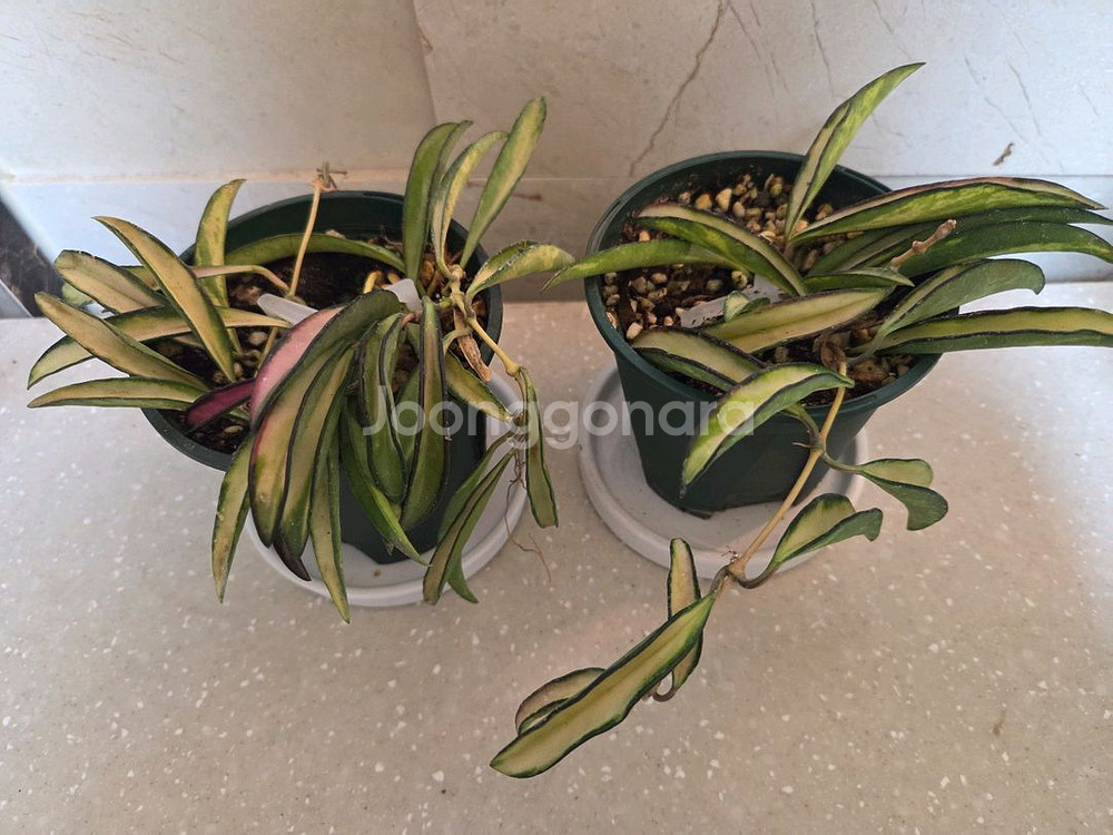 호야 웨이티바리에가타 2종 판매--0