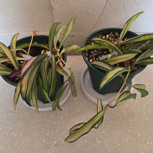 호야 웨이티바리에가타 2종 판매