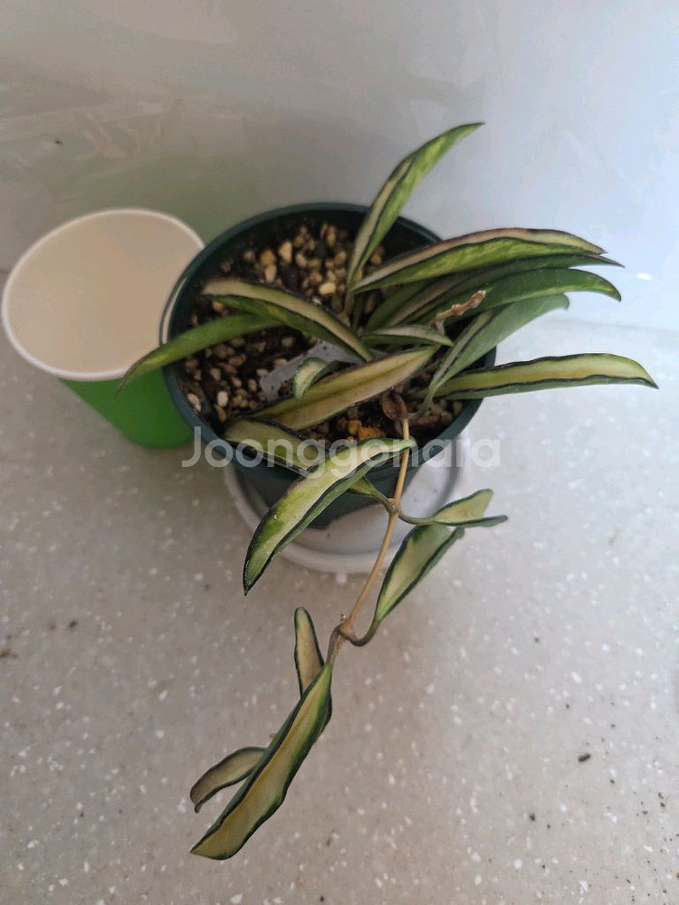 호야 웨이티바리에가타 2종 판매--3