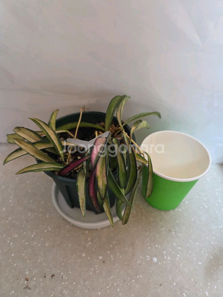 호야 웨이티바리에가타 2종 판매--2