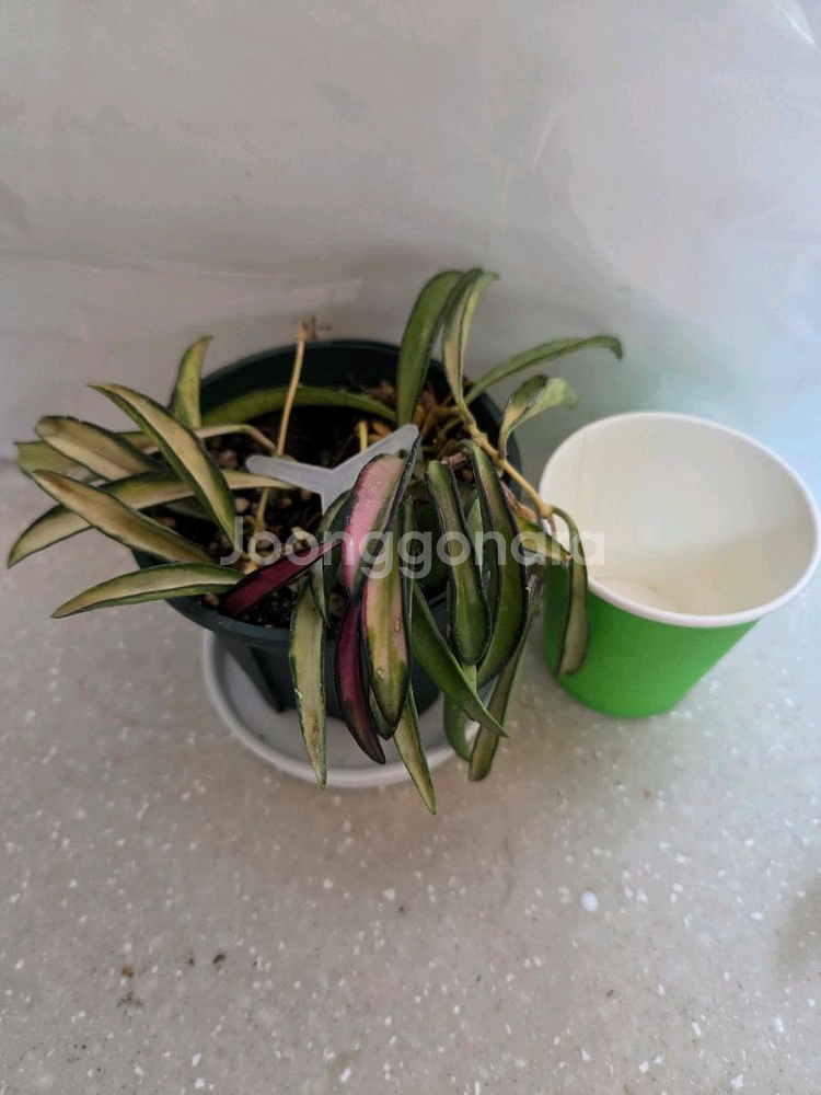 호야 웨이티바리에가타 2종 판매--1