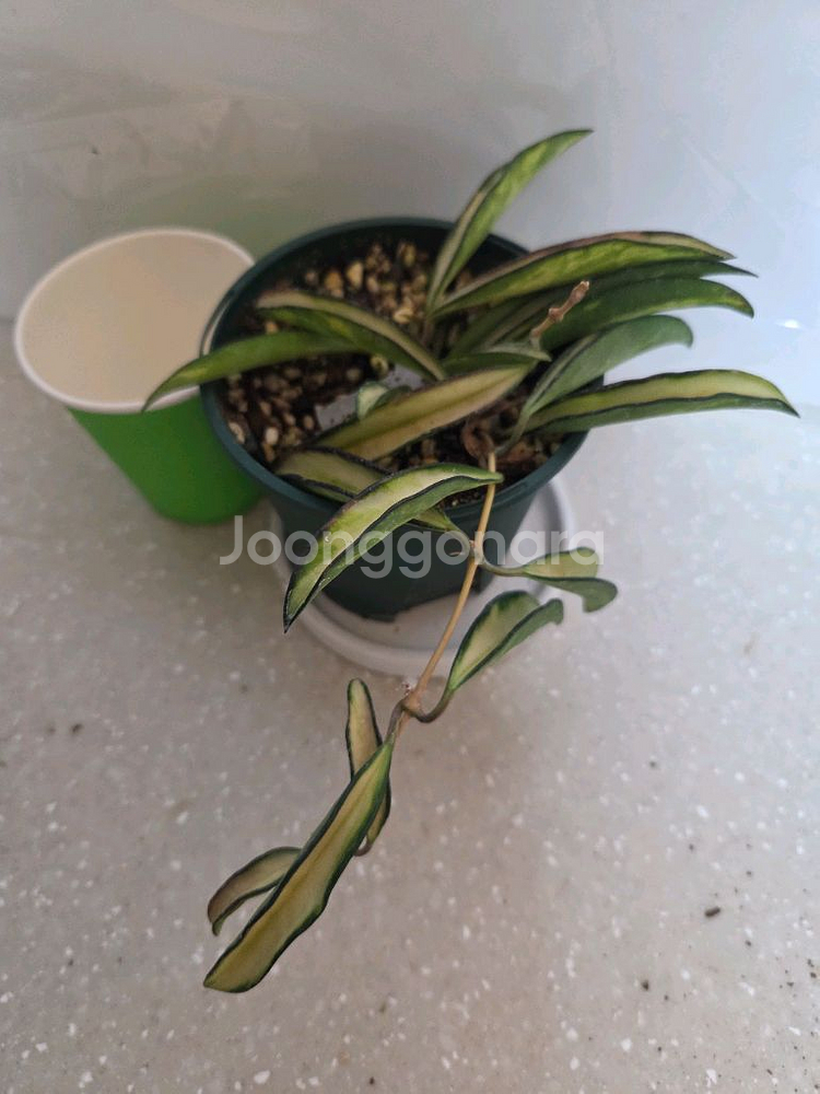 호야 웨이티바리에가타 2종 판매--4