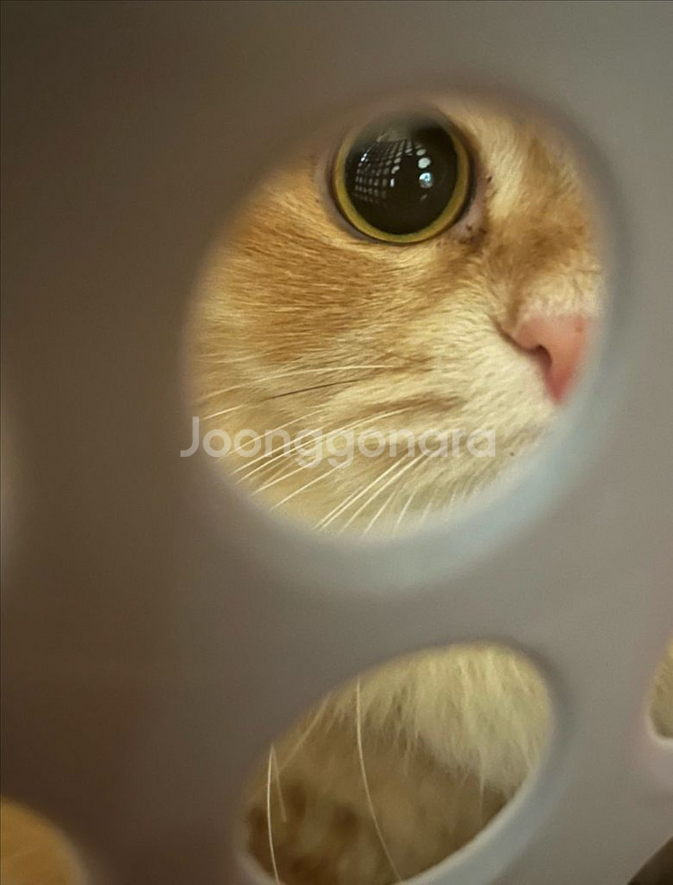 rg 2.0건담 삽니다--0