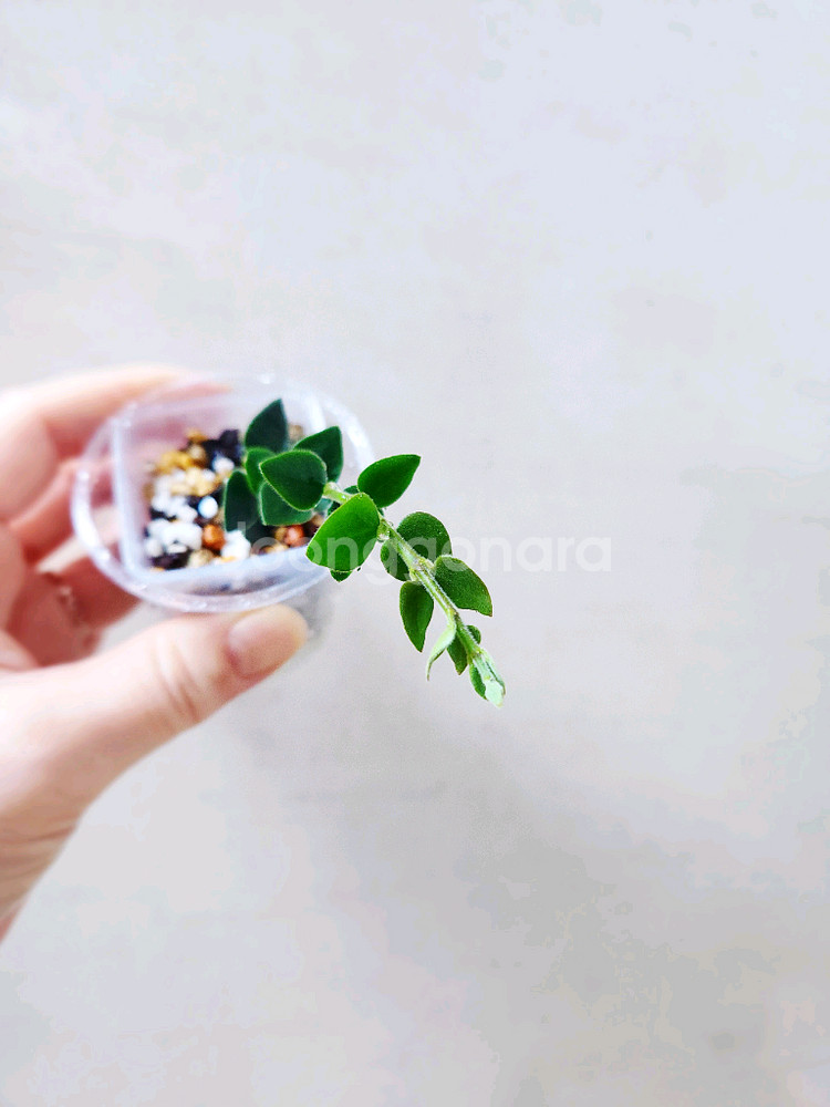 호야칭흥엔시스--1