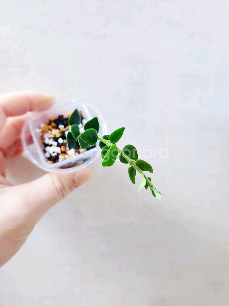 호야칭흥엔시스--2