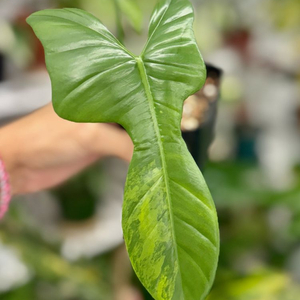 필로덴드론 비페니폴리움 바리에가타