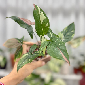 싱고니움 레드스팟 트리컬러