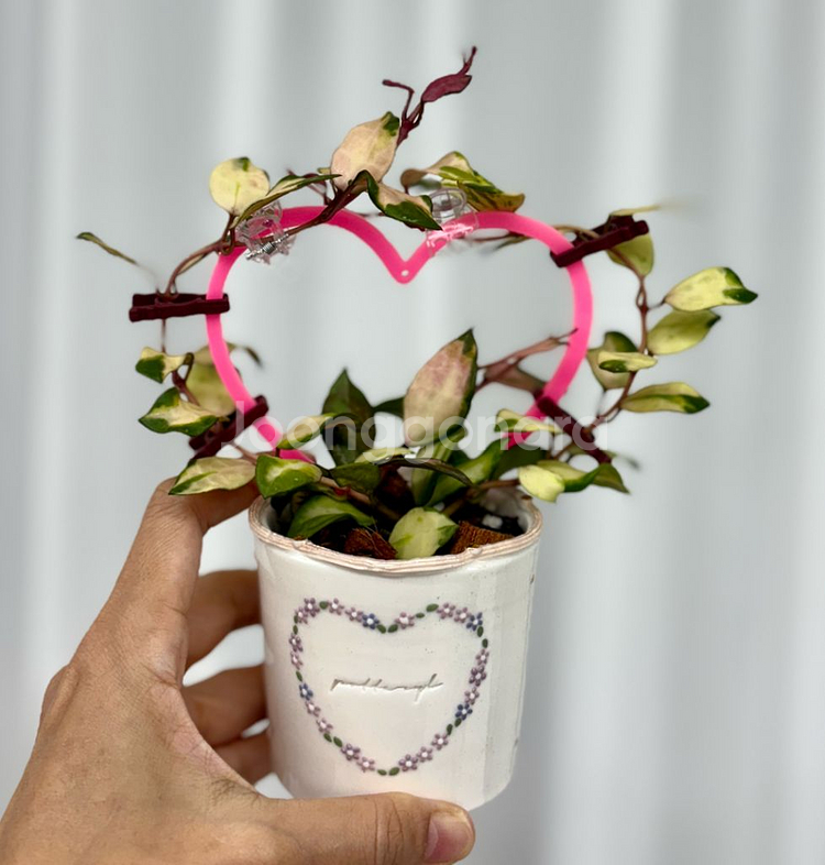 호야 라쿠노사 미나라 + 포터리엘팟식재--0