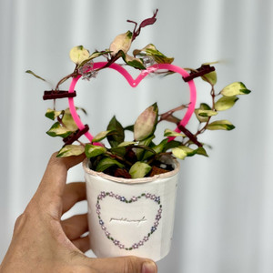 호야 라쿠노사 미나라 + 포터리엘팟식재