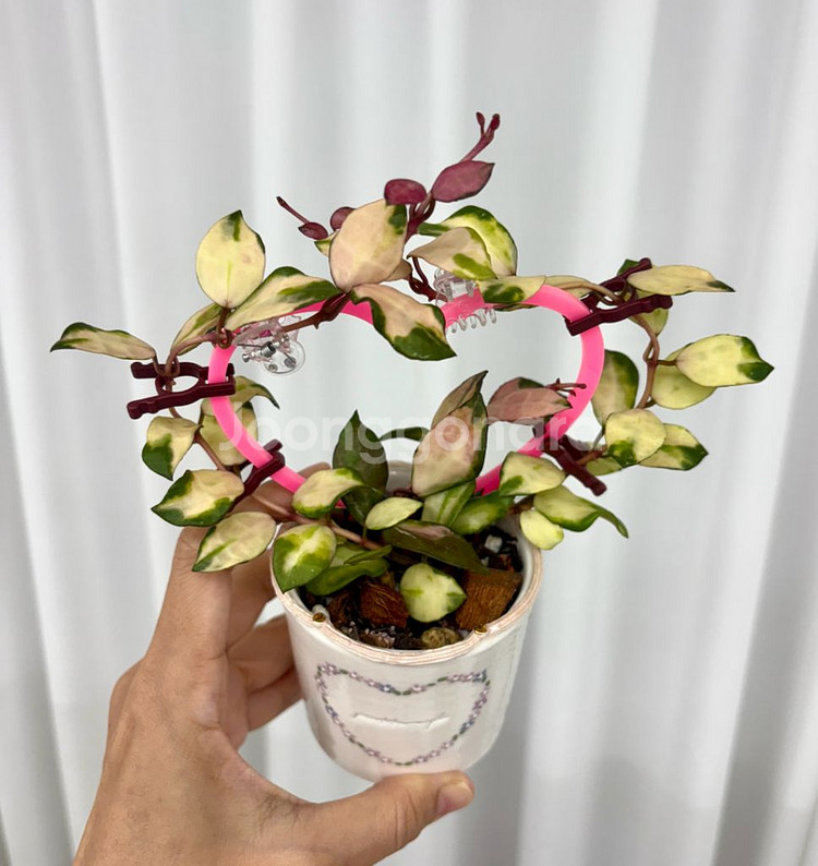 호야 라쿠노사 미나라 + 포터리엘팟식재--1