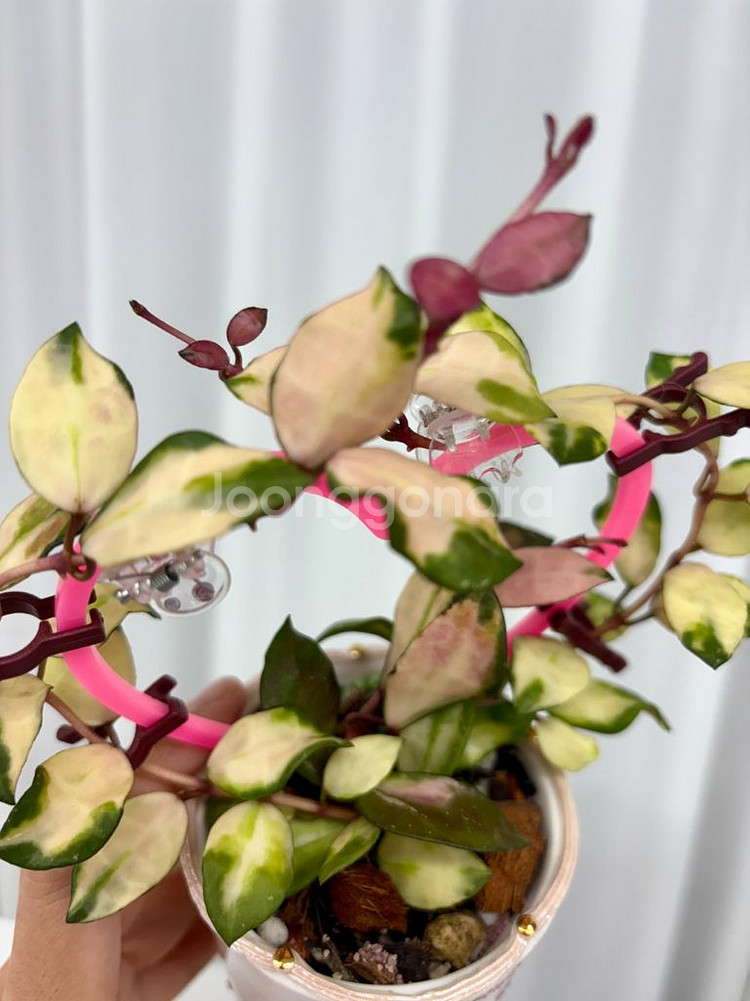 호야 라쿠노사 미나라 + 포터리엘팟식재--2