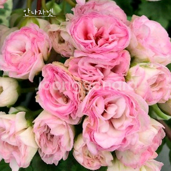 제라늄 3종 안나자넷 꽃대있음,홍옹주,프린센스 필라파--1