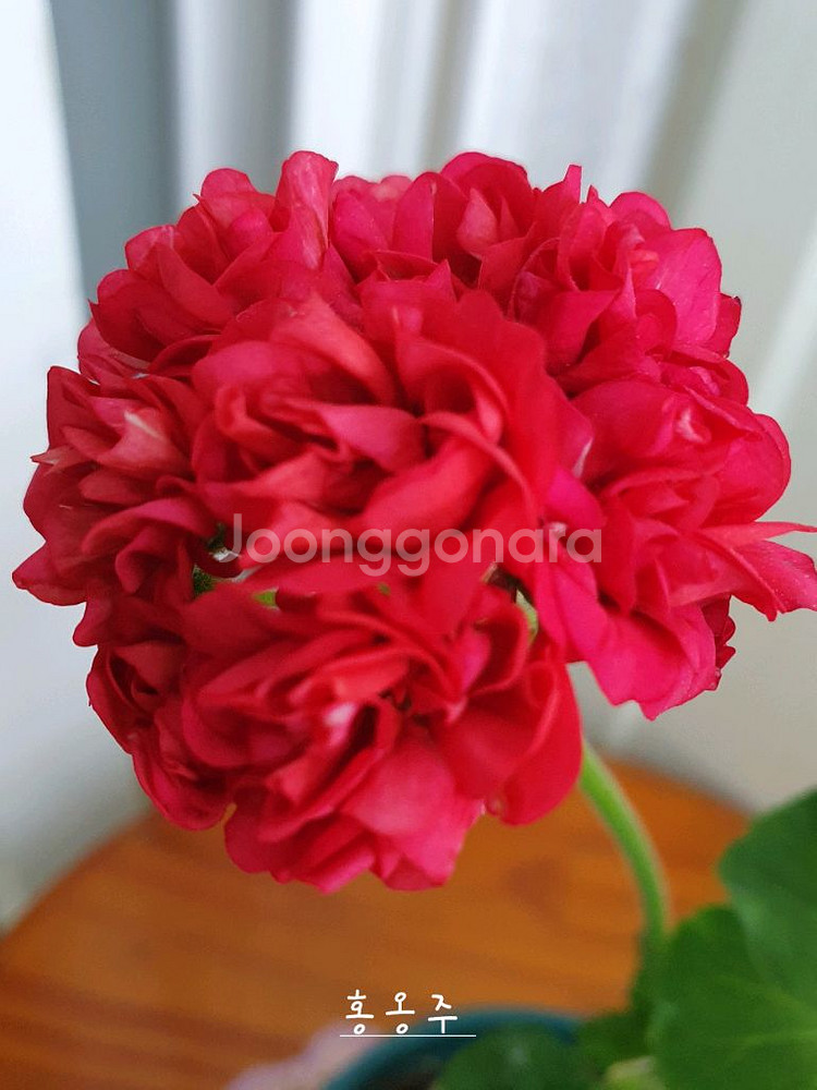 제라늄 3종 안나자넷 꽃대있음,홍옹주,프린센스 필라파--2