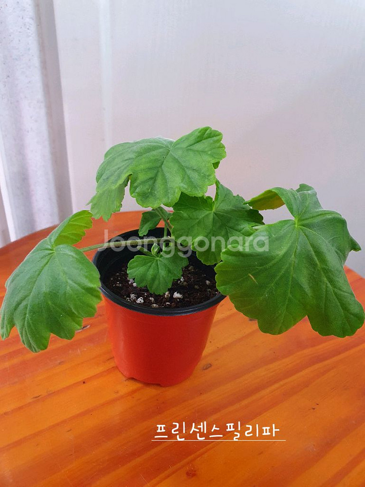 제라늄 3종 안나자넷 꽃대있음,홍옹주,프린센스 필라파--5
