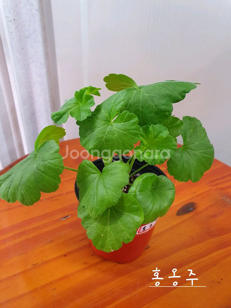 제라늄 3종 안나자넷 꽃대있음,홍옹주,프린센스 필라파--6